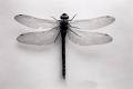 libellula
